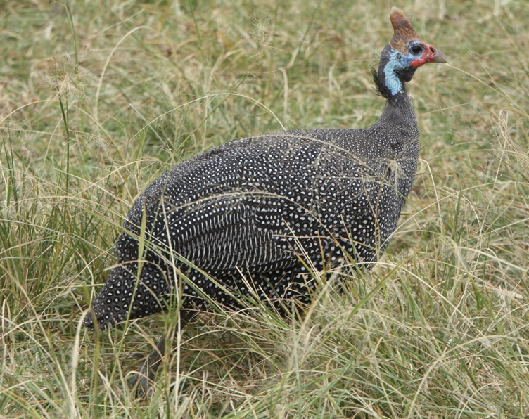 guinea fowl